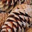 Pine Cones Wallpapers - HD
