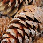 Pine Cones Wallpapers - HD 圖標