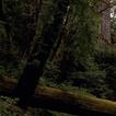 Redwood Groves Wallpapers - HD