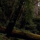 آیکون‌ Redwood Groves Wallpapers - HD