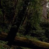 Redwood Groves Wallpapers - HD icône