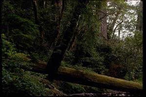 Redwood Groves Wallpapers - HD Affiche