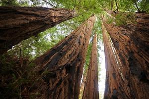Redwood Groves Wallpapers - HD capture d'écran 1