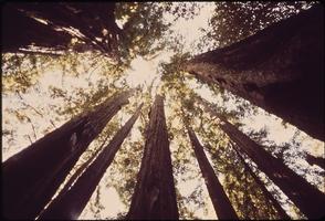 برنامه‌نما Redwood Groves Wallpapers - HD عکس از صفحه