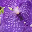 Tropical Orchids Wallpapers APK