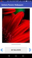 Gerbera flowers Wallpapers स्क्रीनशॉट 1