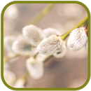 Pussy willow FullHD Wallpapers APK