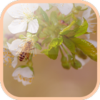 Flowering cherry Wallpaper-icoon