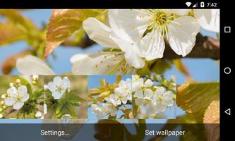 Flowering cherry Wallpaper تصوير الشاشة 3