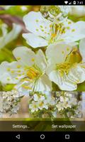 Flowering cherry Wallpaper 截图 1