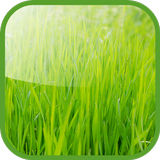 Green Wallpaper icon