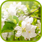 ikon Flowering pear Wallpaper