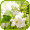 Flowering pear Wallpaper