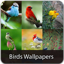 APK Birds  Wallpapers