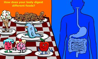 Sistem Pencernaan (Digestion) Affiche