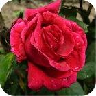 Beautiful Flowers Picture icon