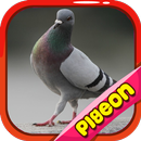 APK Pigeon Basic