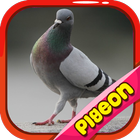 Pigeon Basic ikon