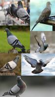 Pigeon Basic 海報