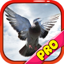 Pigeon Calls APK