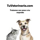 Veterinaria icône