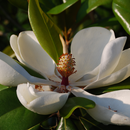 Mississippi Trees APK