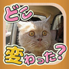 change cats -a-ha!experience- APK
