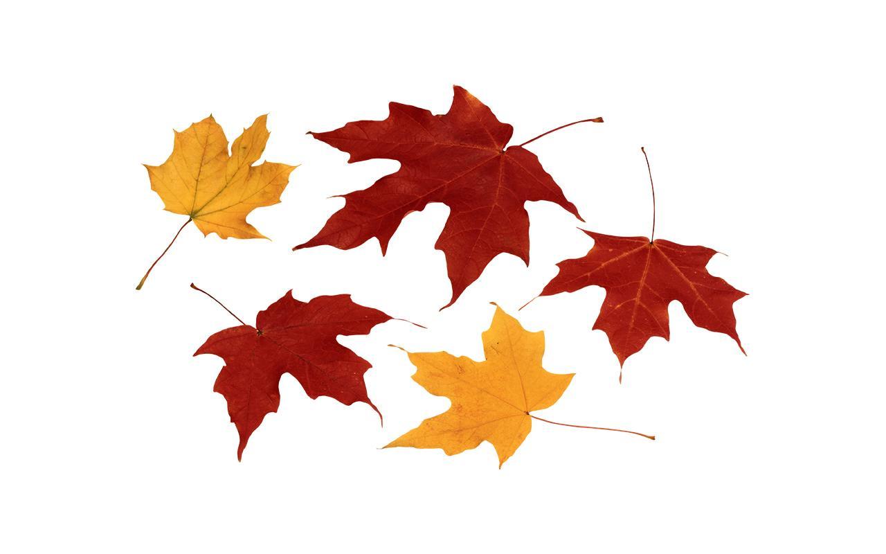 Autumn Leaf For Android Apk Download - autumn hangout roblox