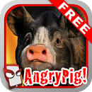 Angry Pig Free! APK