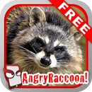 Angry Raccoon Free! APK
