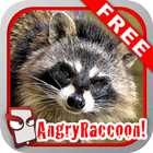 Angry Raccoon Free! ícone