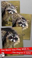 Poster Angry Raccoon Free!