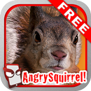 Angry Squirrel Free! APK