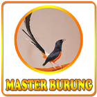 Kicau Master Burung biểu tượng