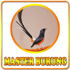 Kicau Master Burung ikon