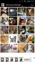 Cats for whatsapp Affiche