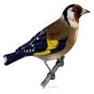 Singing Goldfinch to educate