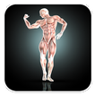Ultimate Body Workout Guide
