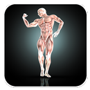 Ultimate Body Workout Guide APK