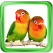 Kicau Burung Lovebird