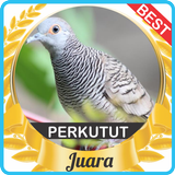 Suara Perkutut Juara mp3 biểu tượng