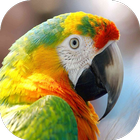 Great Parrots Wallpapers icône