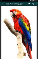 Great Parrots Wallpapers ภาพหน้าจอ 3