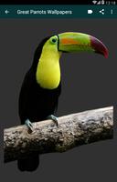 Great Parrots Wallpapers Cartaz