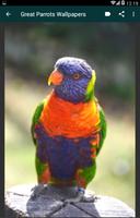 Great Parrots Wallpapers Ekran Görüntüsü 1