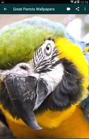 Great Parrots Wallpapers скриншот 2