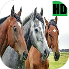 Horses Wallpapers HD ikon