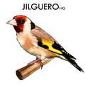 Canto del Jilguero