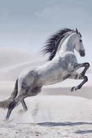Cavalos Cartaz