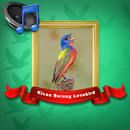 Master Burung Lovebird Mp3 APK